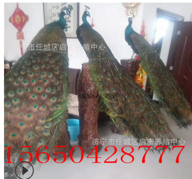 养殖商品孔雀多少钱一只 供应观赏孔雀 什么地方有出售蓝孔雀的图3