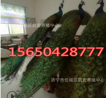 养殖商品孔雀多少钱一只 供应观赏孔雀 什么地方有出售蓝孔雀的图2