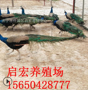 厂家出售蓝孔雀白孔雀观赏孔雀价格哪里有商品孔雀手续怎么办