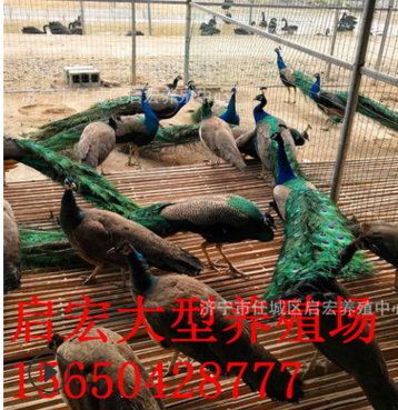 成年的孔雀附近有卖的吗 孔雀养殖 场孔雀苗活体出售价格成活率高图2