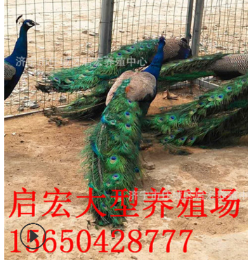 成年的孔雀附近有卖的吗 孔雀养殖 场孔雀苗活体出售价格成活率高图3