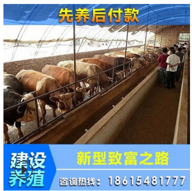 现在肉牛出栏价格行情肉牛犊 肉牛养殖场 改良西门塔尔牛