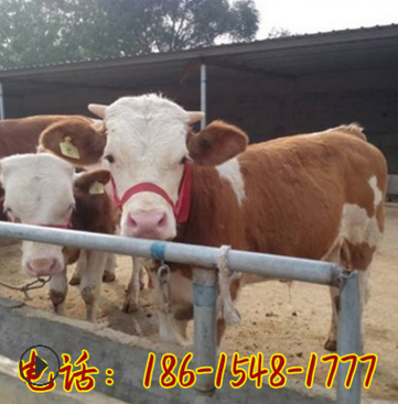 近期肉牛价格现在还是鲁西黄牛好 黄牛和改良品种肉牛出售