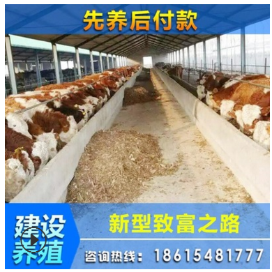 现在肉牛价格多少 肉牛 价格走势肉牛养殖基地