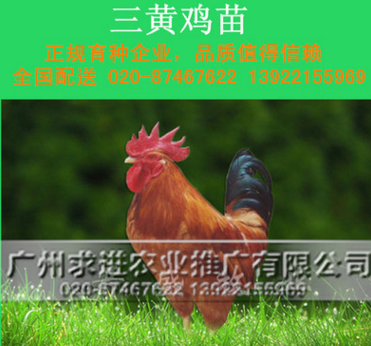 三黄鸡苗，优质广西三黄土鸡苗，三黄鸡土1/1.5/2，土一/二/三图2
