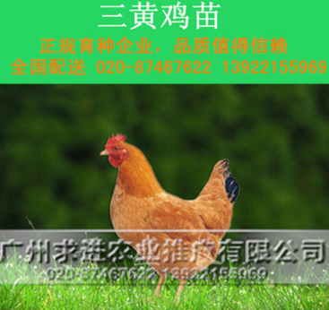 三黄鸡苗，优质广西三黄土鸡苗，三黄鸡土1/1.5/2，土一/二/三图3