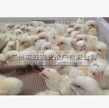 蛋鸡苗批发价格，海兰灰/罗曼粉/高产蛋鸡苗品种，厂家供应图2