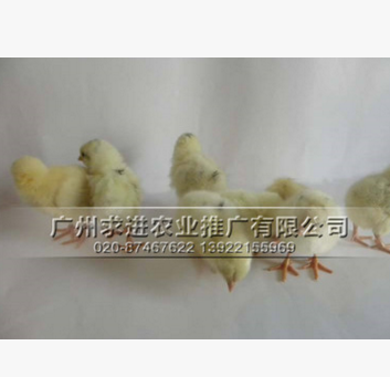 蛋鸡苗批发价格，海兰灰/罗曼粉/高产蛋鸡苗品种，厂家供应图3