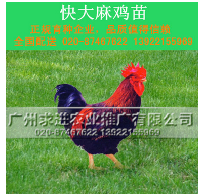 快大麻鸡苗，麻七/新陂/新北麻鸡,快大型肉鸡公苗品种热东北/西北