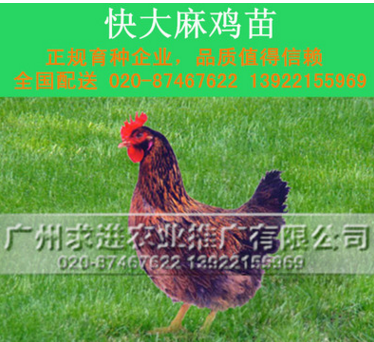 快大麻鸡苗，麻七/新陂/新北麻鸡,快大型肉鸡公苗品种热东北/西北图2