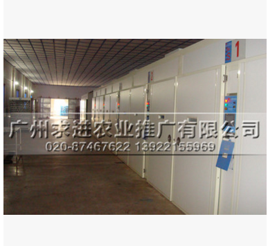 快大麻鸡苗，麻七/新陂/新北麻鸡,快大型肉鸡公苗品种热东北/西北图3