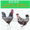 优质贵妃鸡苗，中国贵妃鸡繁育研究中心育种，贵妇鸡苗质量保障