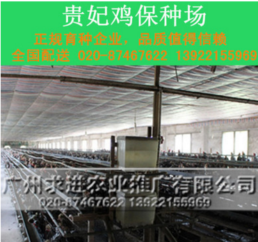 优质贵妃鸡苗，中国贵妃鸡繁育研究中心育种，贵妇鸡苗质量保障图2