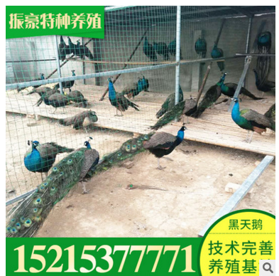 孔雀价格 孔雀去哪买振豪特种养殖常年供应人工养殖蓝孔雀