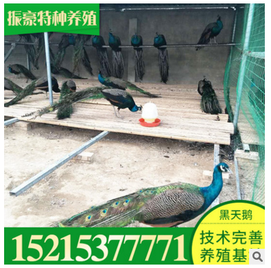 孔雀价格 孔雀去哪买振豪特种养殖常年供应人工养殖蓝孔雀图2