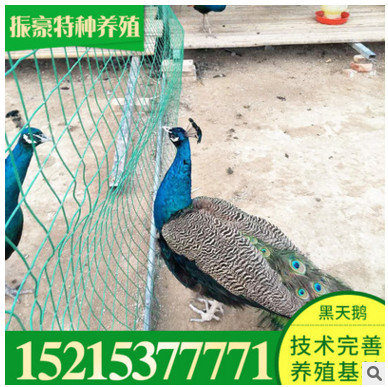 孔雀价格 孔雀去哪买振豪特种养殖常年供应人工养殖蓝孔雀图3