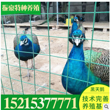 孔雀哪有卖的成年孔雀去哪买 孔雀怎么养图2
