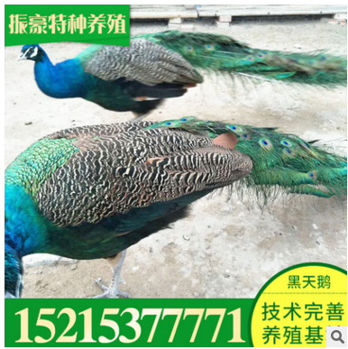 孔雀哪有卖的成年孔雀去哪买 孔雀怎么养图3