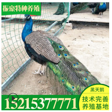 孔雀养殖场孔雀价格 本公司常年出售人工养殖孔雀