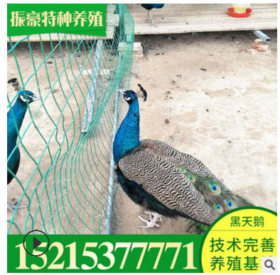 脱温活体观赏孔雀 蓝孔雀花孔雀白孔雀 出售成年孔雀 孔雀苗图2