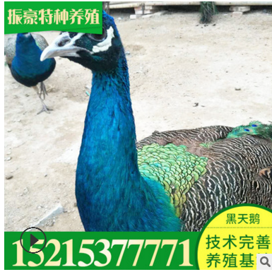 孔雀养殖场孔雀价格 本公司常年出售人工养殖孔雀图3