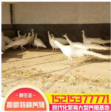 大型养殖场出售脱温蓝孔雀白孔雀苗成活率高价格低 观赏绿孔雀