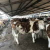哪里有卖小牛犊的肉牛供种基地西门塔尔牛养殖场西门塔尔牛价格
