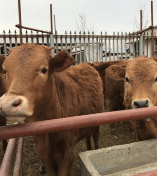 养殖场直销肉牛犊价格 黄牛价格 西门塔尔牛牛犊包送包活送铡草机