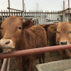 养殖场直销肉牛犊价格 黄牛价格 西门塔尔牛牛犊包送包活送铡草机