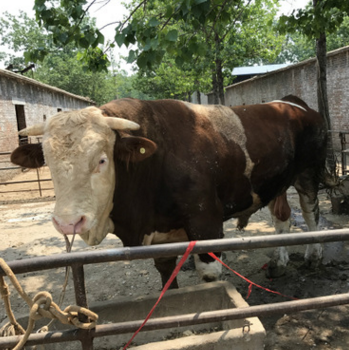 现在养殖鲁西黄牛肉牛利润 小牛犊子多少钱 肉牛养殖新方法免费送