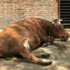 鲁西黄牛牛犊价格 西门塔尔牛改良品种 现在肉牛养殖行情发展规划