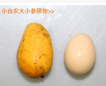 海南小台农8斤送1斤 芒果新鲜水果青芒香芒贵妃非大青芒一件代发图3