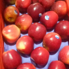 新西兰苹果红玖瑰苹果5斤包邮非冰糖心甜新鲜水果香脆一件代发