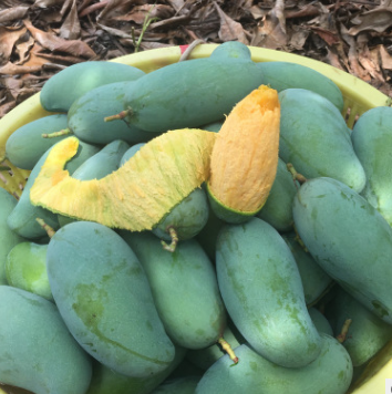 自然全精品田东桂七芒果广西百色香甜芒果产地批发10斤装一件代发图3