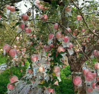 批发盐源糖心苹果平安夜苹果汁多核小新鲜大果水果平安果包邮图2