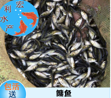 多品种水花鱼苗 鳙鱼鱼苗 四大家鱼苗 水产养殖 广东鱼苗批发图3