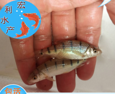 【低价批发】淡水石斑鱼苗 石斑鱼苗批发 零售 淡水鱼广州基地直图2