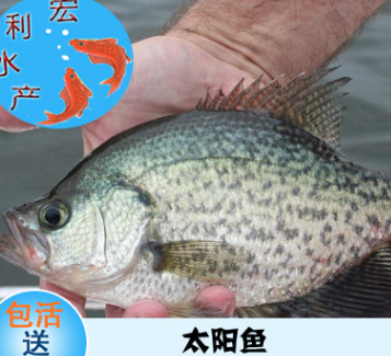 【最新促销】太阳鱼苗 淡水鱼苗养殖 广东太阳鱼苗 大量货源