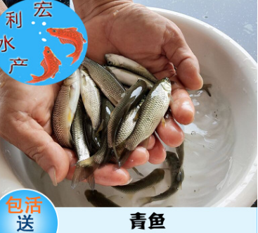 低价批发供应青鱼苗 淡水青鱼苗 四大家鱼苗 广东广州 人工养殖图2