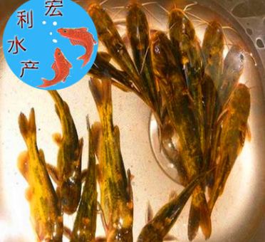 【广东供应】超雄黄颡鱼苗 黄骨鱼苗 鲶形目黄辣丁鱼苗批发销售图2