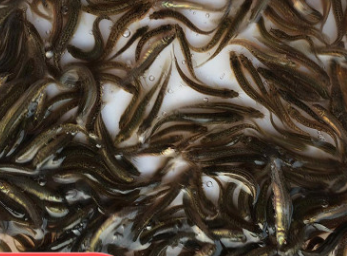 厂家直销 3~5厘米 优质台湾泥鳅苗 泥鳅苗批发 鱼苗图2