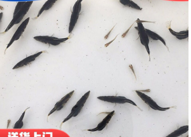 优质桂花鱼苗 翘嘴桂花鱼苗 鳜鱼苗 桂鱼苗图2