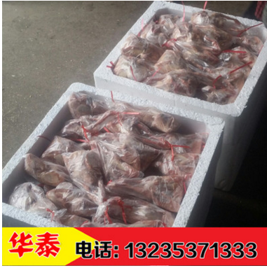 白羽王鸽种鸽落地王鸽，银羽王灰羽王活体厂家图2