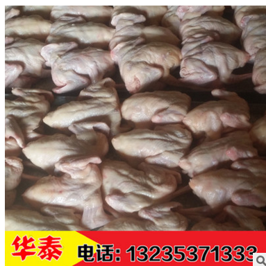 白羽王鸽种鸽落地王鸽，银羽王灰羽王活体厂家图3
