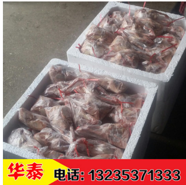新鲜鸽子肉乳鸽单只7到8两 可做脆皮乳鸽 活体鸽子现杀图2