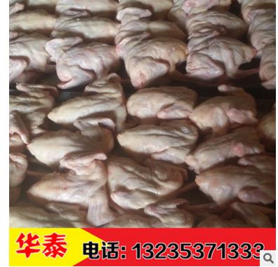 长期供应肉鸽种鸽、买白羽王种鸽多少钱一对图3