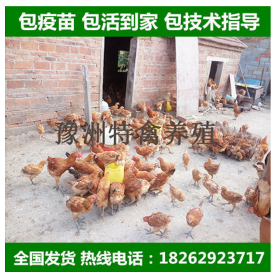 一个月脱温鸡苗 半大草鸡苗 珍珠鸡 芦花鸡 五黑鸡 预定无需保温图2