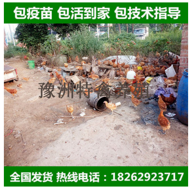 一个月脱温鸡苗 半大草鸡苗 珍珠鸡 芦花鸡 五黑鸡 预定无需保温图3