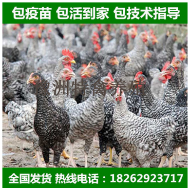 芦花鸡苗 半斤鸡苗 已脱温 疫苗做好 一个月鸡苗 黑白芦花鸡苗图2