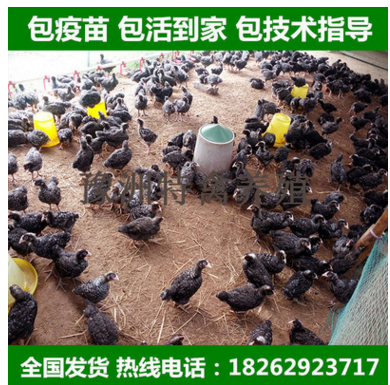 芦花鸡苗 半斤鸡苗 已脱温 疫苗做好 一个月鸡苗 黑白芦花鸡苗图3
